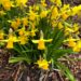 Spring Daffodils